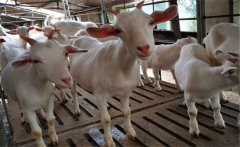 肉羊胃腸炎的主要癥狀，肉羊胃腸炎的治療方法