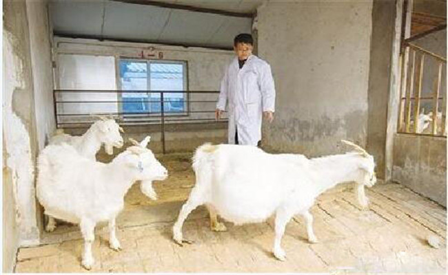 加強(qiáng)種用公、母羊的選育