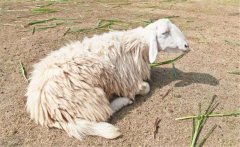 肉羊酮尿病是怎樣一種病？如何防治肉羊酮尿病