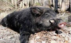 野豬會(huì)不會(huì)冬眠，野豬冬天躲在哪里？