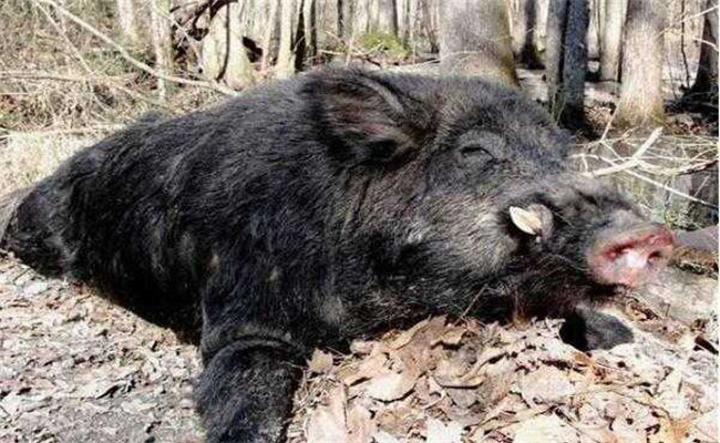 野豬會(huì)冬眠嗎？