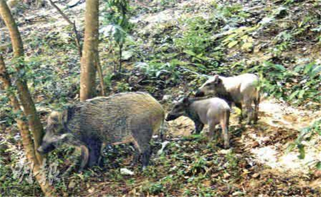 野豬常走固定路線嗎？