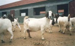 適用于肉羊育肥的添加劑有哪些？