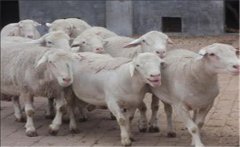 邊區(qū)萊斯特羊有何特點(diǎn)？