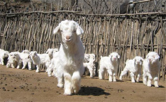 秋季小羊易腹瀉，及早預(yù)防有成效