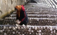 白靈菇如何栽培？白靈菇栽培管理方法簡介