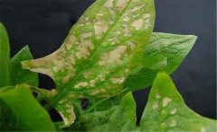 菠菜斑點(diǎn)病有哪些特征？菠菜斑點(diǎn)病的防治方法