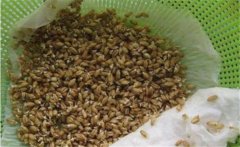 萵筍種子如何催芽，萵筍種子催芽方法有哪些？