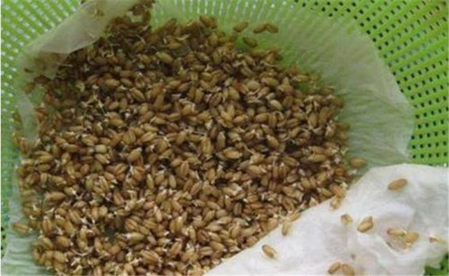 萵筍種子如何催芽，萵筍種子催芽方法有哪些