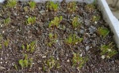 韭菜什么時間施肥，韭菜施肥方法是什么？