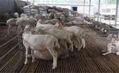 羊妊娠毒血癥如何預(yù)防、如何用藥？