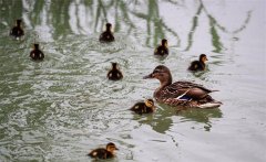 野鴨蛋怎么人工孵化，多少天出小鴨子？