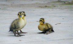 小野鴨子怎么養(yǎng)，小野鴨子喂什么食物好？