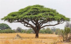 皂莢木是什么樹？皂莢的生態(tài)習(xí)性與園林用途