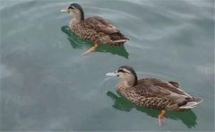 野鴨是幾級(jí)保護(hù)動(dòng)物？野鴨十大種類(品種)簡(jiǎn)介