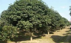 石楠是喬木還是灌木？石楠樹(shù)簡(jiǎn)介