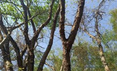 黃檀樹什么樣子？黃檀樹的生態(tài)習(xí)性和栽培管理