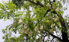 刺槐是喬木還是灌木？刺槐樹簡(jiǎn)介