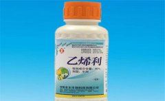 黃瓜為什么要噴乙烯利 噴施時間、濃度如何掌握