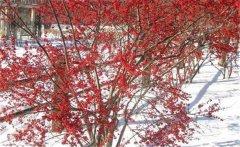 適合北美冬青生長(zhǎng)的溫度？北美冬青的養(yǎng)護(hù)要點(diǎn)