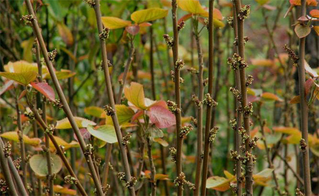 山麻桿的栽培管理、園林用途及其生態(tài)習性