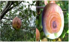 蘋(píng)果輪紋病的主要防治措施有哪些，如何預(yù)防？