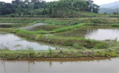 螺螄養(yǎng)殖畝產(chǎn)量多少斤？螺螄養(yǎng)殖注意事項