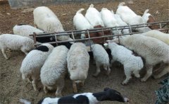 小蘇打喂羊的方法與用量，小蘇打喂羊的好處