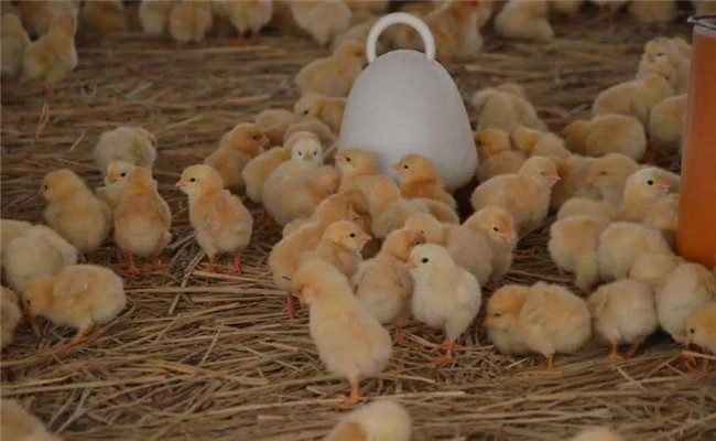 進(jìn)雛雞后什么時(shí)間開水、開食