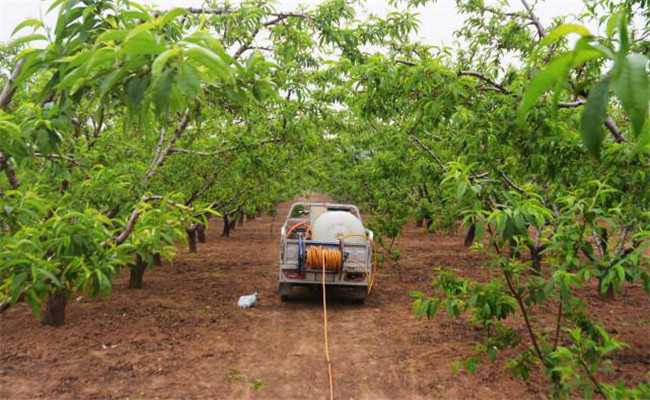 草銨膦對(duì)果樹(shù)有害嗎