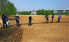 向日葵如何實現(xiàn)高產(chǎn)？向日葵高產(chǎn)栽培技術(shù)要點