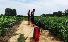 低溫時能噴草銨膦嗎？草銨膦噴后多久下雨有效