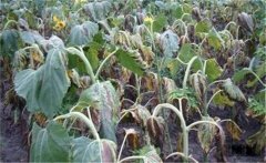 向日葵主要病蟲草害有哪些，如何防治？