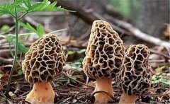 羊肚菌菌種如何栽培？羊肚菌菌種制作方法簡(jiǎn)介