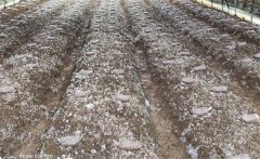 羊肚菌原種能直接栽培嗎？羊肚菌栽培料配方法