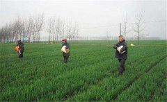 尿素怎么施不浪費，施用尿素需要注意什么？