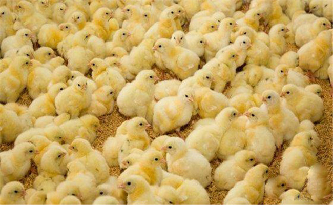 怎樣運(yùn)輸初生雛雞，要注意哪些事項