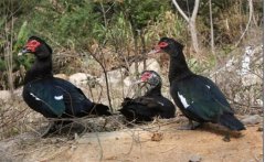 什么叫番鴨，有幾種？番鴨為什么很少有人養(yǎng)