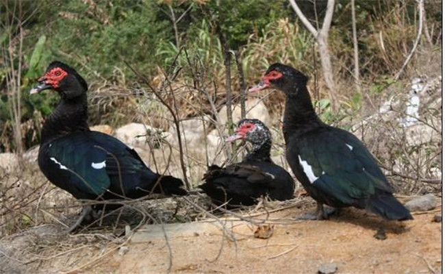 什么叫番鴨，有幾種