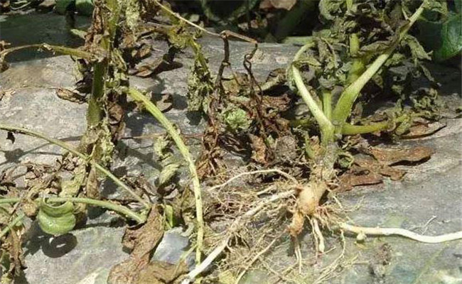 馬鈴薯黃萎病的病原與發(fā)病規(guī)律