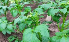 馬鈴薯青枯病的病原、癥狀、傳播方式防治方法