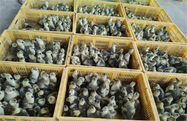 獅頭鵝苗多少錢(qián)一只