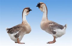 獅頭鵝最大有多重？飼喂獅頭鵝需注意事項