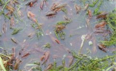 如何養(yǎng)小龍蝦？養(yǎng)殖小龍蝦需要什么條件與技術(shù)