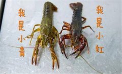 買回來活的小龍蝦怎么養(yǎng)，家養(yǎng)小龍蝦能活多久