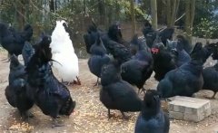 光照對烏雞的意義 烏雞對光照時(shí)間、強(qiáng)度的要求