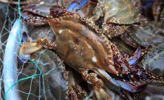 梭子蟹什么季節(jié)吃最好？正確食用梭子蟹的方法