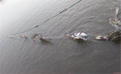 梭子蟹產(chǎn)地主要是哪里，是淡水蟹還是海水蟹？