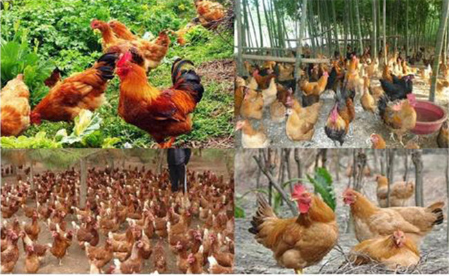如何讓放養(yǎng)雞夏季多產蛋