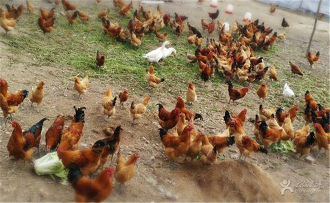 雞滴蟲病的傳播途徑是什么，如何預防雞滴蟲病